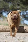 SHAR-PEI 245